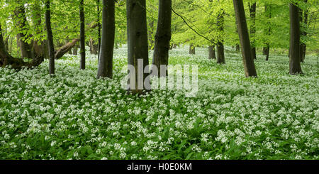 Wild garlic (Allium ursinum) in flower in a Sussex woodland Stock Photo
