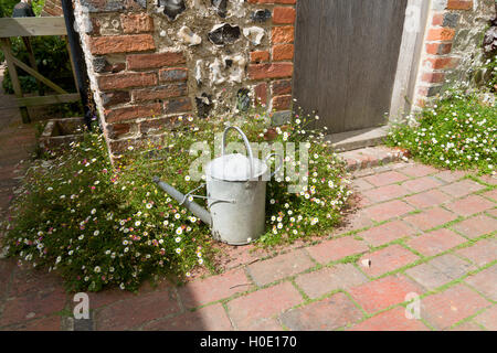 Old galvanised metal watering can on a brick path with flint stone wall behind. Santa Barbara /  Mexican daisy plants. Stock Photo