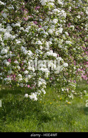 Malus prunifolia var macrocarpa. Crab apple blossom in an English Orchard. Stock Photo