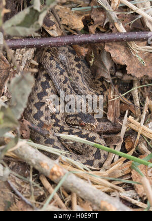 Close-up of juvenile adder or common European viper (Vipera berus) in Hampshire, England Stock Photo