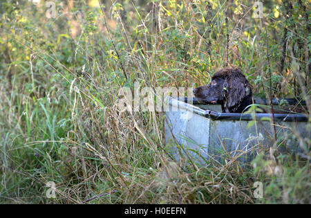 Working cocker spaniel sitting in a cattle trough Stock Photo