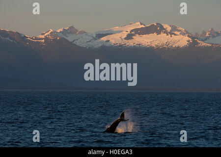 A tail slapping humpback whale in front of spectacular scenery in Southeast Alaksa near Petersburg, Alaska Stock Photo
