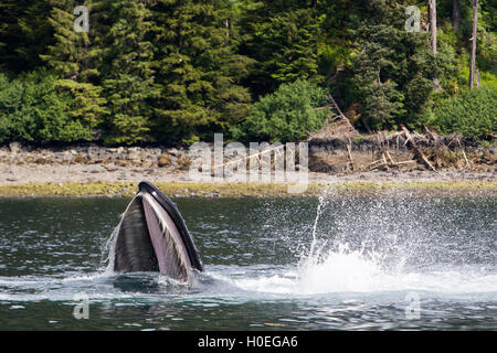 A humpback whale feeding close to shore in Southeast Alaska using a unique way to capture escaping salmon fry. Stock Photo