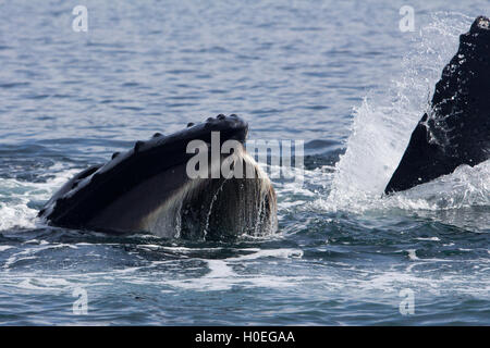 A humpback whale feeding in a unique manner in Southeast Alaska by using its pectoral flippers to help corral juvenile salmon Stock Photo