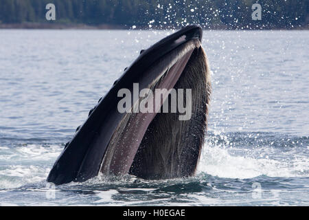 Looking inside the mouth of a humpback whale as it feeds in Southeast Alaska Stock Photo