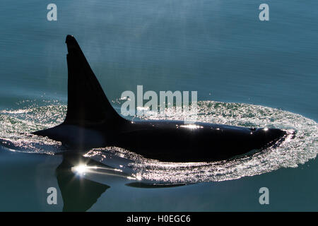 Male Transient Killer whale surfacing in Glacier Bay National Park Stock Photo
