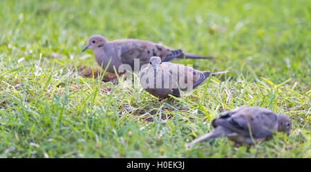 Mourning Doves, Turtle Doves (Zenaida macroura) feeding in green grass, searching for seed scattered there. Stock Photo