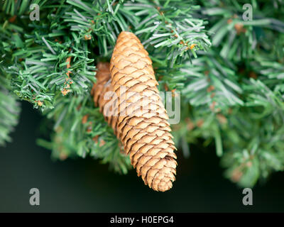 Pine cone detail hanging from christmas tree Stock Photo