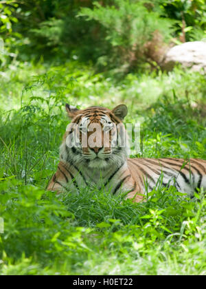 Relaxed tiger on the green grass in zoo