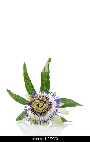 Passion flower isolated on white background Stock Photo - Alamy