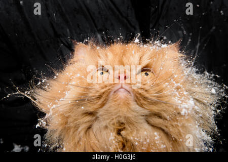 Persian cat looking up to falling snow Stock Photo