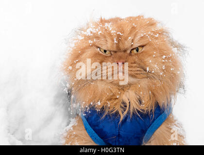 Portrait of Persian Cat in snow Stock Photo