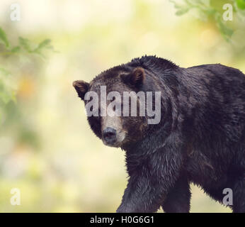 Brown Bear Walking ,close up Stock Photo