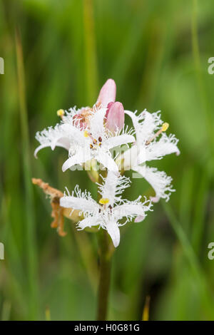 bogbean flower (Menyanthes trifoliata) growing in marsh in Norfolk, England, UK Stock Photo