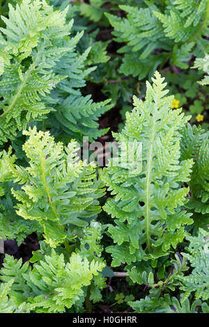 Finely divided fronds of the selected form of the Southern polypody fern, Polypodium cambricum 'Pulcherrimum Trippitt' Stock Photo