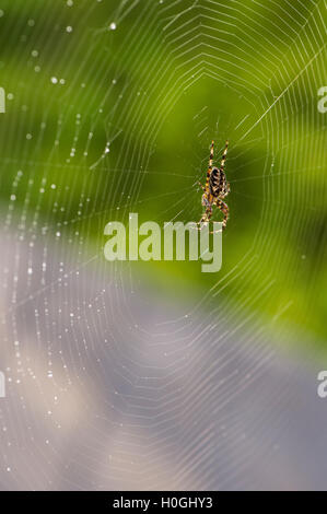 Spider's web close-up - spinning geometric pattern, a busy single stripy garden spider hangs on delicate silky orb web - West Yorkshire, England, UK. Stock Photo