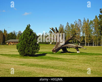 Big Root of tree on green grass Stock Photo