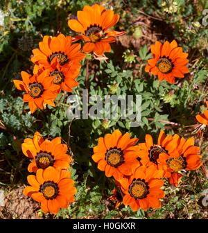 Renostergousblom (Arctotis acaulis) Stock Photo