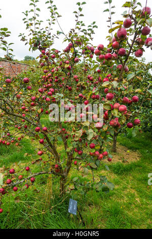 Apple tree with Spartan dessert apples ripe in September Helmsley Walled Garden North Yorkshire Stock Photo