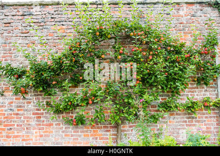 Espalier Apple tree with Worcester Pearmain dessert apples ripe in September Helmsley Walled Garden North Yorkshire Stock Photo