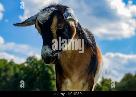 Nigerian Dwarf Goat stands against blue sky and green treeline Stock Photo