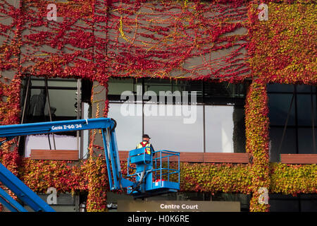 Wimbledon London,UK. 22nd September 2016. A worker on a cherry picker carries out maintenance work in front of Wimbledon Centre Court covered in Japanese Ivy which has changed to beautiful autumn colours Credit:  amer ghazzal/Alamy Live News Stock Photo