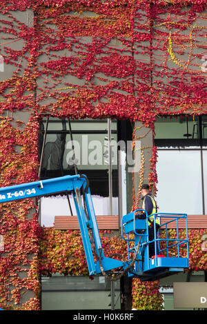 Wimbledon London,UK. 22nd September 2016. A worker on a cherry picker carries out maintenance work in front of Wimbledon Centre Court covered in Japanese Ivy which has changed to beautiful autumn colours Credit:  amer ghazzal/Alamy Live News Stock Photo