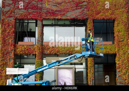 Wimbledon London,UK. 22nd September 2016. A worker on a cherry picker carries out maintenance work in front of Wimbledon Centre Court covered in Japanese Ivy which has changed to beautiful autumn colours Credit:  amer ghazzal/Alamy Live News Stock Photo