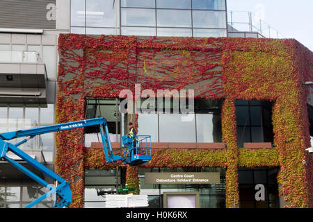 Wimbledon London,UK. 22nd September 2016. A worker on a cherry picker carries out maintenance work in front of Wimbledon Centre Court covered in Japanese Ivy which has changed to beautiful autumn colours Credit:  amer ghazzal/Alamy Live News Stock Photo