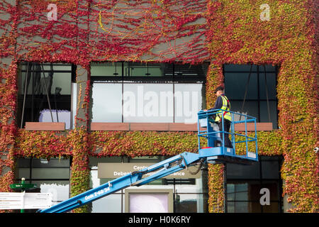 Wimbledon London,UK. 22nd September 2016. A worker on a cherry picker carries out maintenance work in front of Wimbledon Centre Court covered in Japanese Ivy which has changed to beautiful autumn colours Credit:  amer ghazzal/Alamy Live News Stock Photo