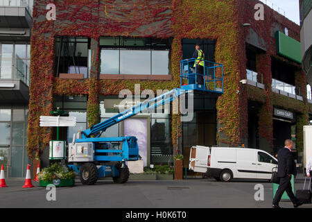 Wimbledon London,UK. 22nd September 2016. A worker on a cherry picker carries out maintenance work in front of Wimbledon Centre Court covered in Japanese Ivy which has changed to beautiful autumn colours Credit:  amer ghazzal/Alamy Live News Stock Photo