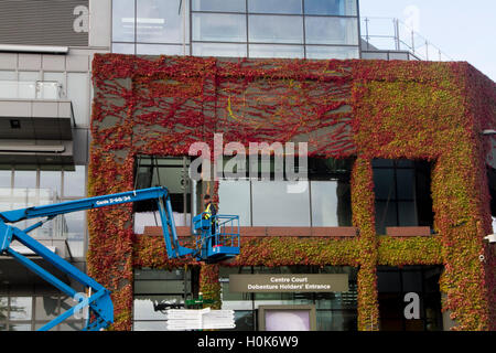 Wimbledon London,UK. 22nd September 2016. A worker on a cherry picker carries out maintenance work in front of Wimbledon Centre Court covered in Japanese Ivy which has changed to beautiful autumn colours Credit:  amer ghazzal/Alamy Live News Stock Photo