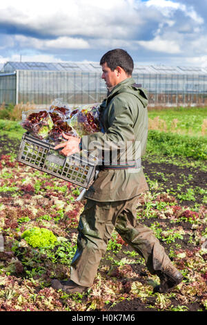 EU Farmer Workers, Tarleton, Lancashire: 22nd Sep 2016.  'Carlos' who is an EU national seasonal migrant farm labourer picking 'Oakleaf' Lettuce for John Dobson salad farms in Tarleton, Lancashire.  This freshly picked salad crop is exported overnight to supermarkets in Ireland.  This area know locally as the 'Lancashire Salad Bowl' employs European Union workers from March to November due to their reliability and work ethic.  Many pickers return to the same salad farm employer each year after spending the winter months in their European home country. Stock Photo