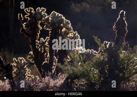 Cholla cactus backlit with morning light in Whitford Canyon of the Superstition Mountains. Tonto National Forest, Arizona Stock Photo