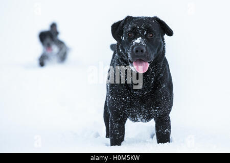 A black Labrador eagerly waits in the deep snow for the next game to begin, before the other dog catches up. Stock Photo