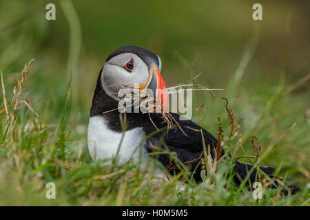 An Atlantic Puffin (Fratercula arctica) fills its large orange bill with grass as it collects nesting materials on a remote Scot Stock Photo