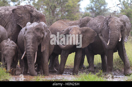 Elephants having a mud bath at a waterhole in The Kruger National Park South Africa Stock Photo