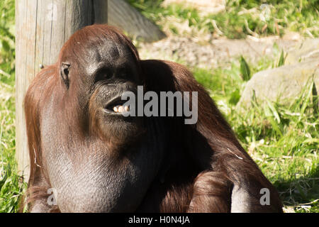 Orangutans at Blackpool Zoo Stock Photo