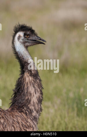 Portrait Close-Up of an Emu Stock Photo