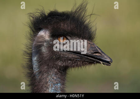 Portrait Close-Up of an Emu Stock Photo