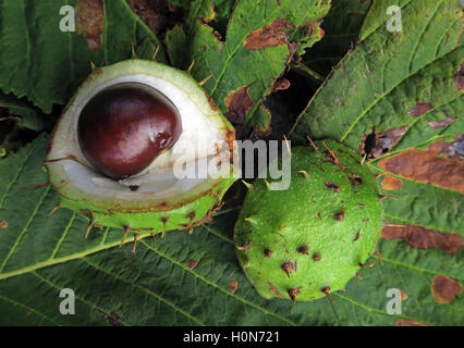 Horse Chestnuts, perfect for making autumn conkers in England, UK