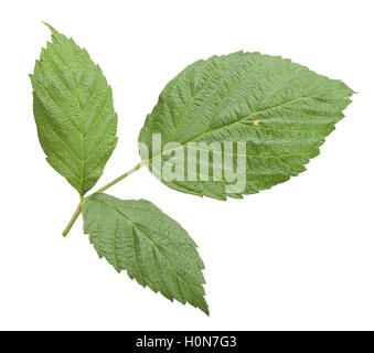 raspberry leaves  isolated in white background Stock Photo