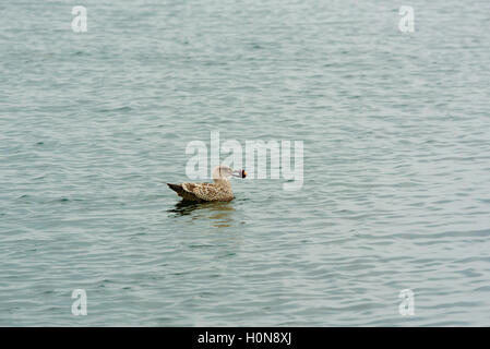 Juvenile lesser black backed gull (Larus fuscus) swimming in sea with food in beak. Stock Photo