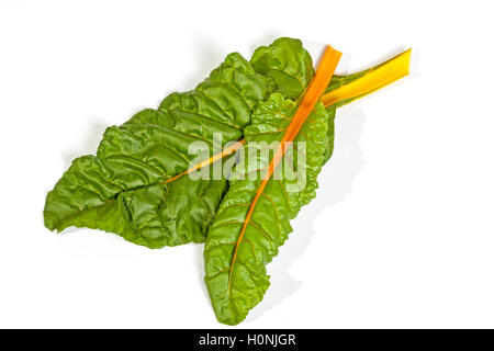 Studio shot above view of two green leaves of Swiss chard spinach with yellow stem on white background Stock Photo