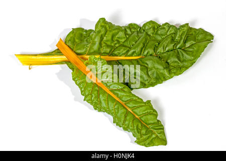 Studio shot above view of two green leaves of Swiss chard spinach with yellow stem on white background Stock Photo