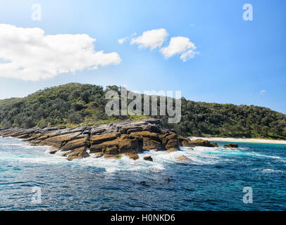 Australian Fur Seals (Arctocephalus pusillus doriferus) in the ocean ...