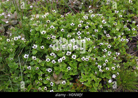 Dwarf cornel (Cornus suecica), flowers, tundra, Fjäll, Northern Norway, Norway, Scandinavia Stock Photo