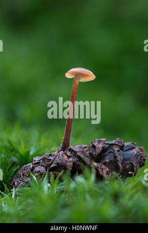 Pinecone mushroom (Auriscalpium vulgare) growing on cone, inedible, Mönchbruch Wald, Hesse, Germany Stock Photo