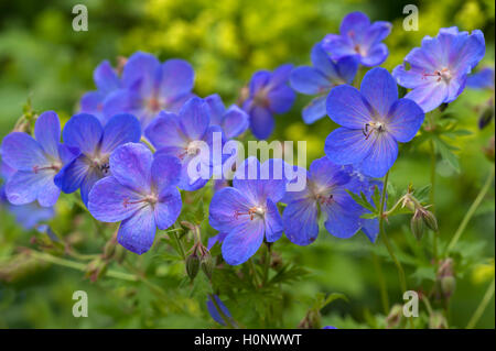 Meadow crane's-bill (Geranium pratense), Bavaria, Germany Stock Photo