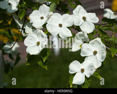 Mountain dogwood (Cornus nuttallii) flowers, Mecklenburg-Western Pomerania, Germany Stock Photo